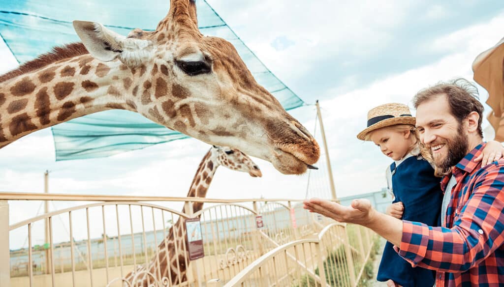 Man holding a young child with his hand outstretched toward a giraffe behind a fence.