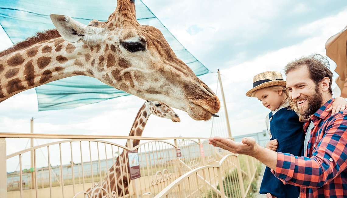 Man holding a young child with his hand outstretched toward a giraffe behind a fence.
